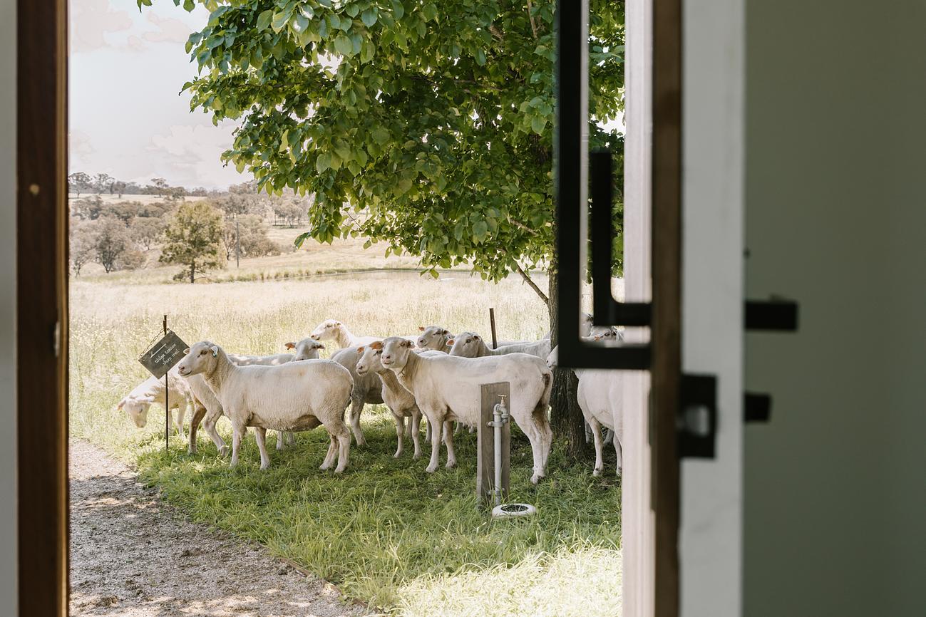 Sheep at front door